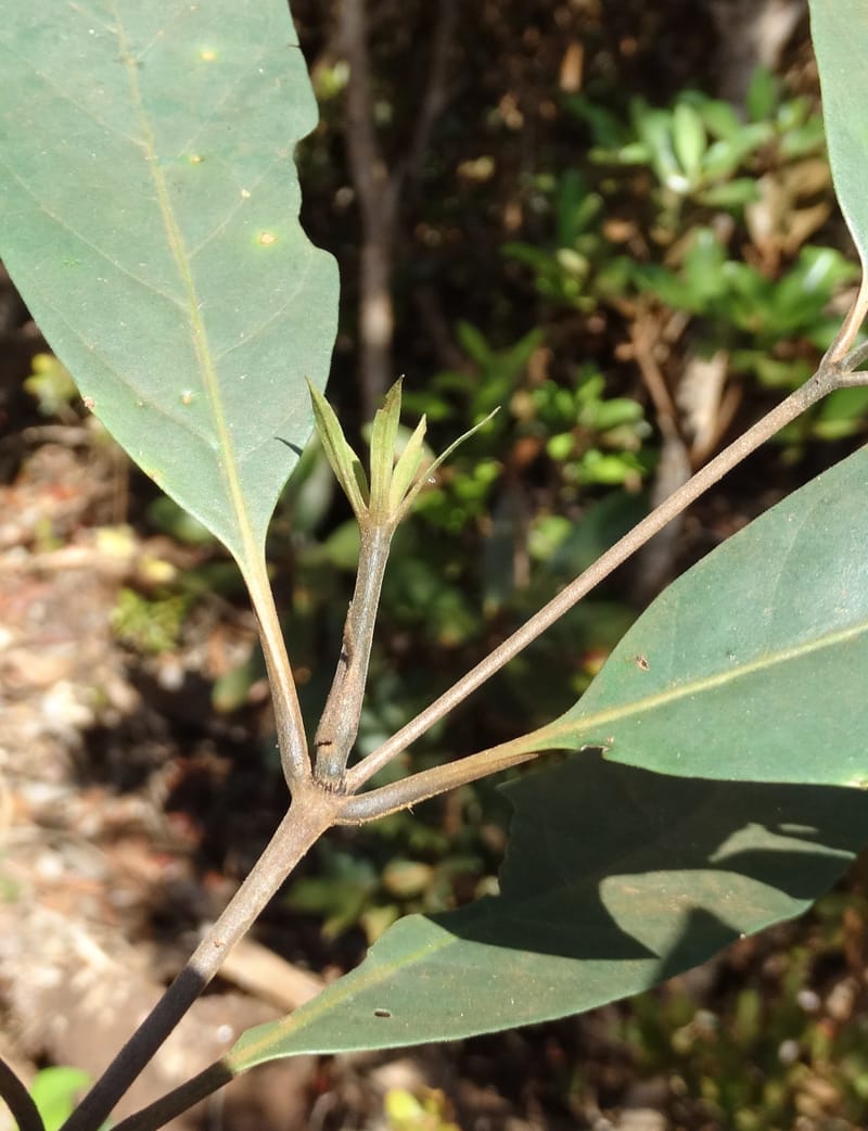 Atractocarpus, Gildas no.--New Caledonia. PinPin. 20 Nov 2015. DSC03938 (558).JPG