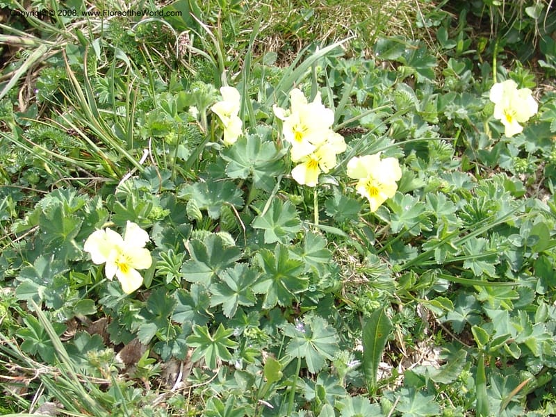 Viola oreades--Georgia. Vic. of Tskhrats'karo Pass. 7 Jun 05. 158.jpg