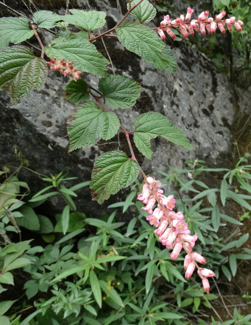 Neillia thibetica, Boufford, D 43710--China. Sichuan. LongDongZhen on Rd. to LeiYuan Shan. 13 May 2014. DSC05860 (5).JPG