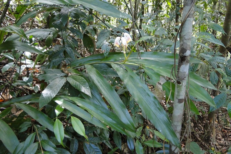 Alpinia, Regalado 1858--Viet Nam. Unknown mountain. 10 May 2011. 131 (1).jpg