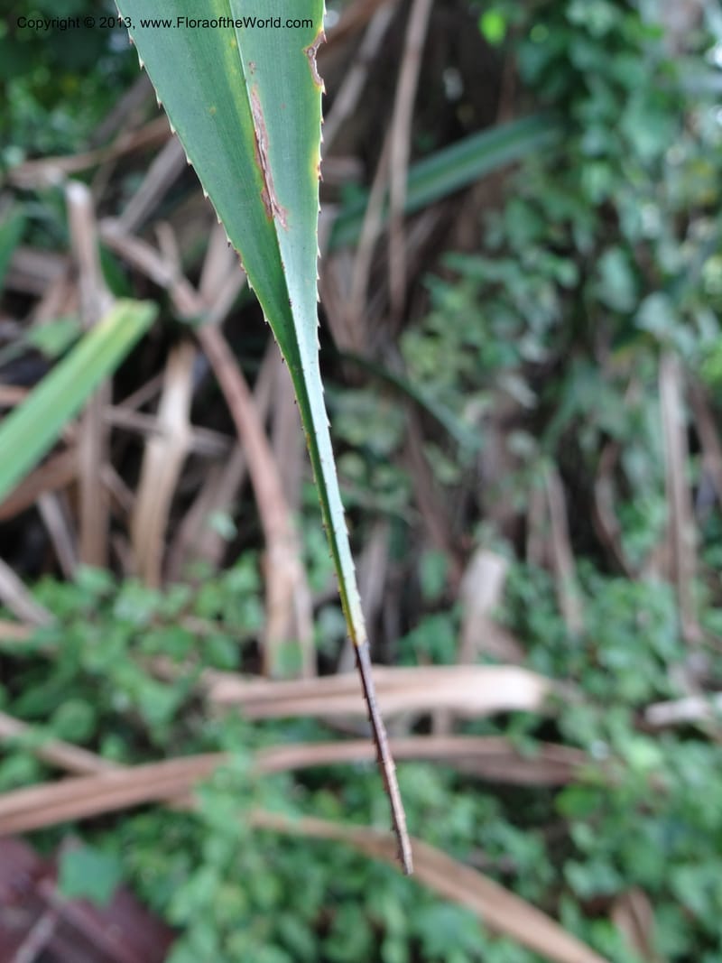 Pandanus unicornutus, Callmander, M 1049--Thailand. Chumphon Prov. Tambon Mab Amarit. 13 Nov 2012. DSC09009 (25).JPG