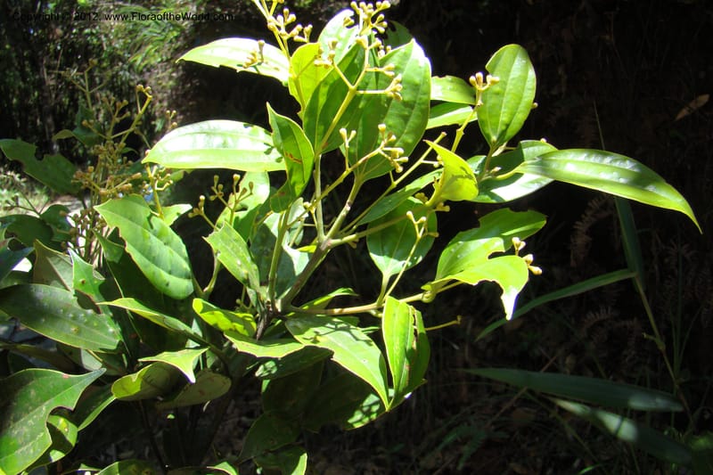 Cinnamomum, Regalado 1744--Viet Nam. Thua Thien Hue Prov. Phu Loc Distr. Bach Ma. 13Apr 09. 282.jpg