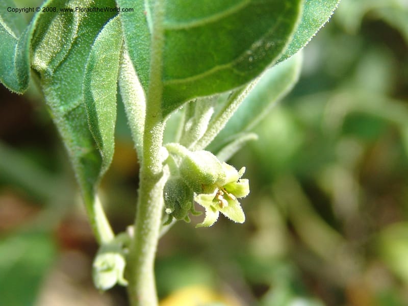 Withania somnifera--So.Africa. E. Cape. R58 SE of Lady Grey. 10 Mch 05. 024.jpg