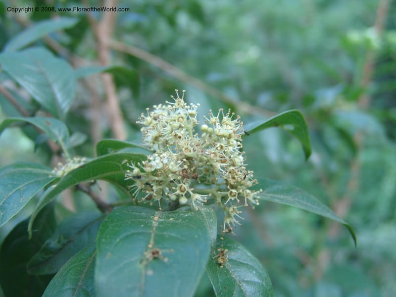 Heteropyxis dehniae--So. Africa.  Mpumalanga. Karino. Whyte Thorne Garden. 19 Mch 05. 015.jpg