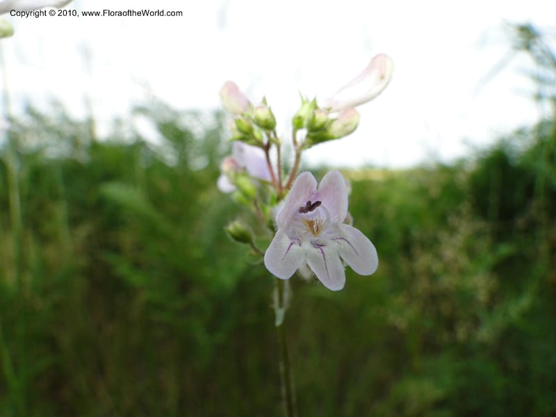 Penstemon laevigatus, Mori, S 27407, USA, North Carolina, Pender Co., Hwy 117, 3.9 miles N of Burgaw, 21 May 201 (7).JPG