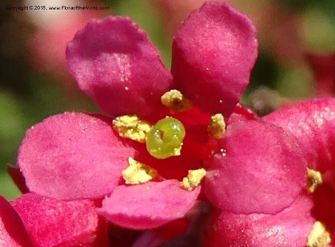 Escallonia callcottiae, Ricci, M --Chile. Juan Fernandez. SJB. 21 Feb 2015. DSC08963 (100).JPG