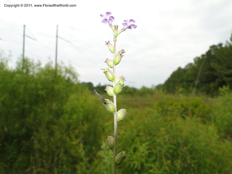 Buchnera americana, Mori, S 27419, USA, North Carolina, Jones Co, Catfish L Rd 10.5 miles from jct with Hwy 58, E of Maysville, 23 May 2010 (13).JPG