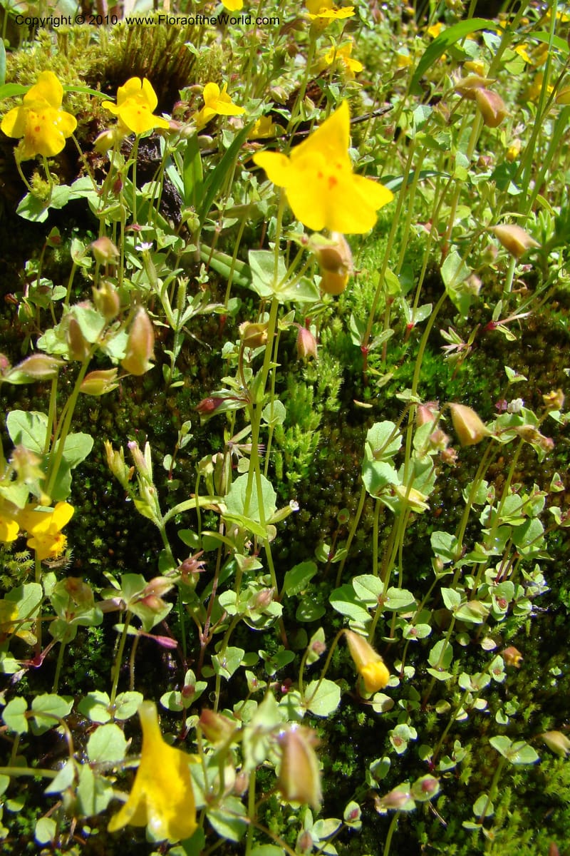 Mimulus guttatus, C. Davidson 11462--ID. Valley Co. Warm Lake. 16 June 2009. 083.jpg