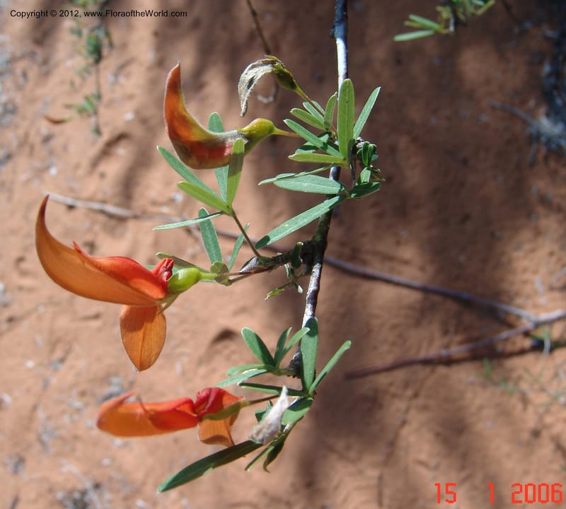 Chadsia grevei, Not collected-Madagascar, 15 Jan 2006   141.jpg