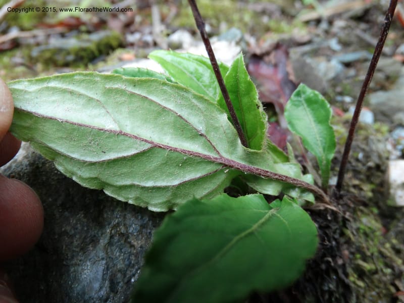 Ainsliaea, Boufford, D 43726--China. Sichuan. YangLiuPing to LongDianZi. 14 May 2014. DSC06764 (14).JPG