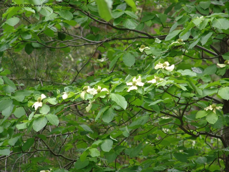 Cornus nuttallii--CA. Mariposa Co. Yosemite Nat. Pk. Glacier Pt Rd.  27 Jun 06. 261.jpg