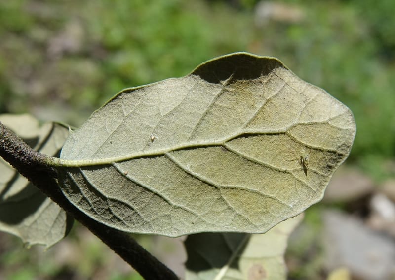 Quercus, C. Davidson 13762--China. Sichuan. Yibailingba-gou. 12 Aug 2017. DSC04660 (307).JPG