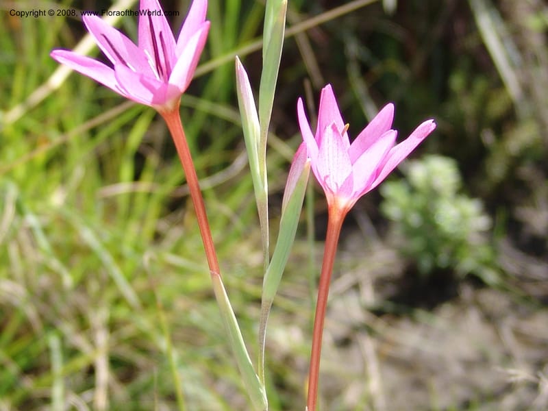 Hesperantha--So.Africa. E. Cape. Waringham Farm, Quanti Area, Stut. 8 Mch 05. 126.jpg