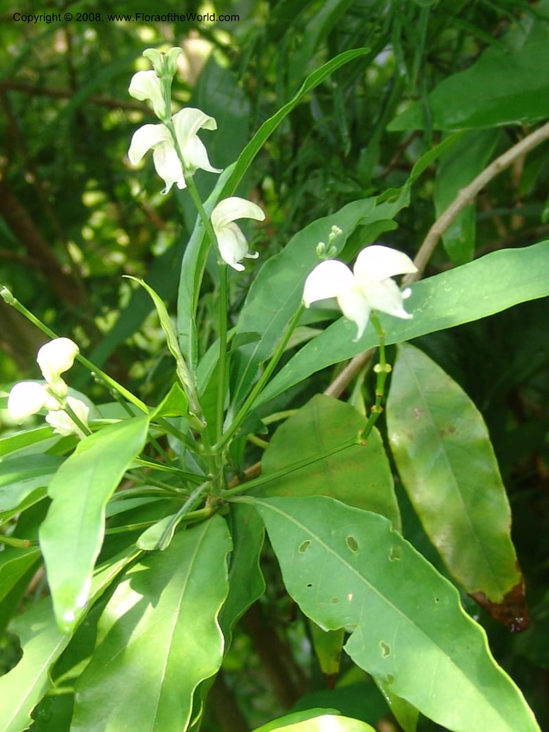 Justicia aconitiflora--So. Africa. Lowveld Nat. Bot. Gard. 14 Mch 05. 135.jpg