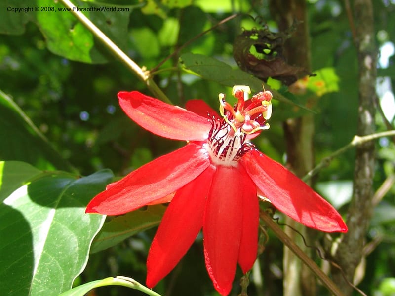 Passiflora coccinea, AAraujoM1261--Bolivia. Pq. Nac. Madidi. Chalalan. Send. Wabucuru. 30 Nov 04. 031.jpg