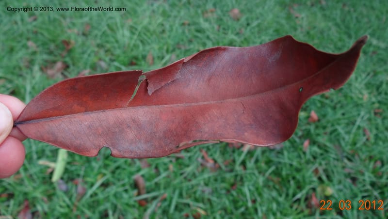 Gonystylus confusus, Callmander, M 996--Singapore, Upper Seletar Park, 22 Mar 2012  DSC04242 (26).JPG