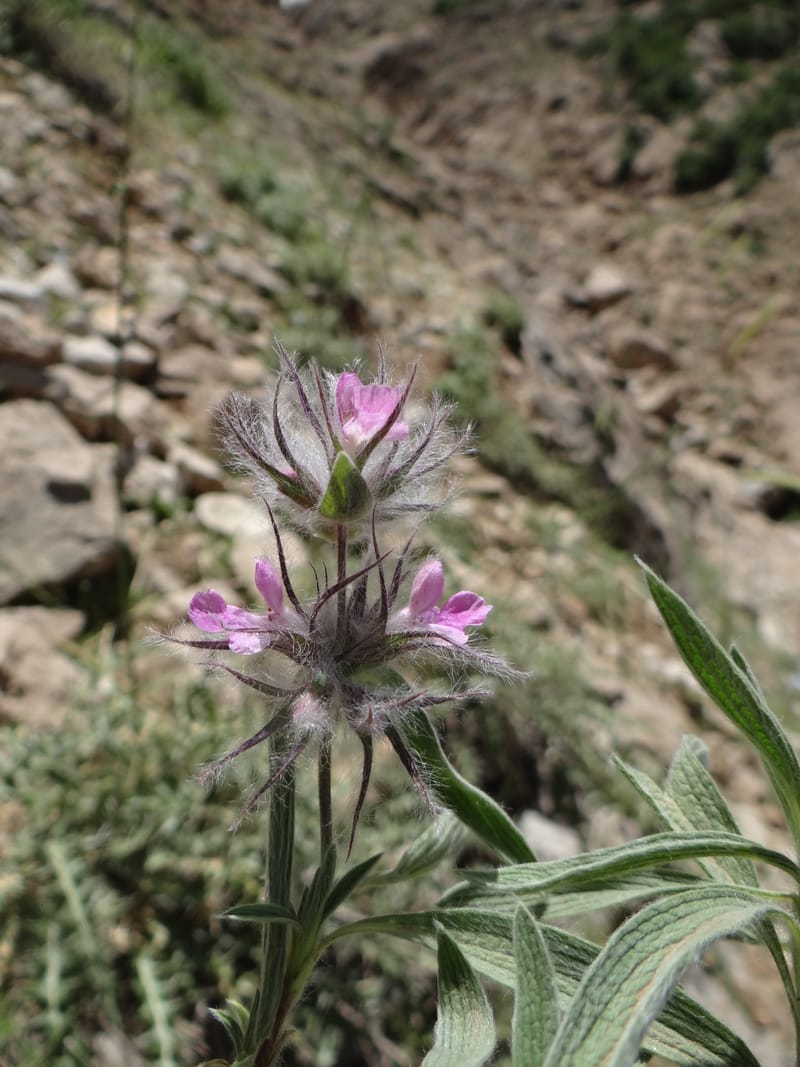 Stachys lavandulifolia--Iraq. Kurdistan. Shakh-i-Pira Magrun. 25 May 2013. DSC05267 (108).JPG