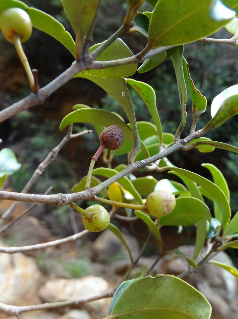 Austrobuxus, Munzinger, J 7480--New Caledonia. PinPin. 20 Nov 2015. DSC03938 (22).JPG