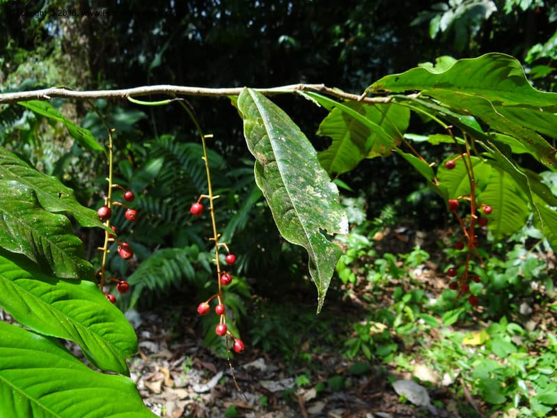 Ouratea, Hammel 26102--Costa Rica. Road into Ranchos Tinamu. 3 Mar 2012. DSC03548 (61).JPG