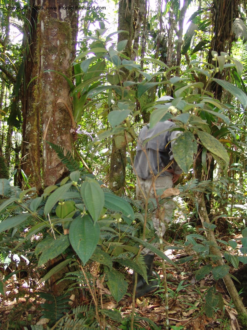 Tococa, DNeill15936--Ecuador. Prv. Zam. Ch. C del Condor. Wawaime plot. 22 Sep 07. 162.jpg