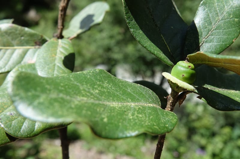 Quercus, C. Davidson 13759--China. Sichuan. Yibailingba-gou. 12 Aug 2017. DSC04660 (403).JPG