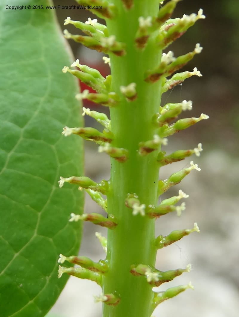 Salix, Boufford, D 43739--China. Sichuan. XinZhaZi Gou. 14 May 2014. DSC06426 (45).JPG