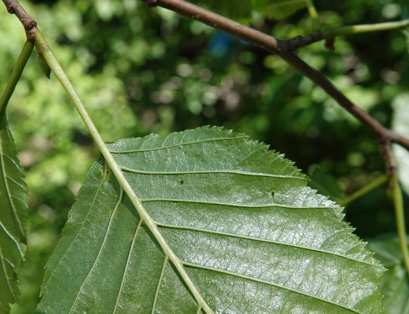Alnus viridis subsp. fruticosa, C. Davidson 13827--ID. Shoshone Co. Hobo Cedar Grove. 9 Jul 2018. DSC06256 (197).JPG