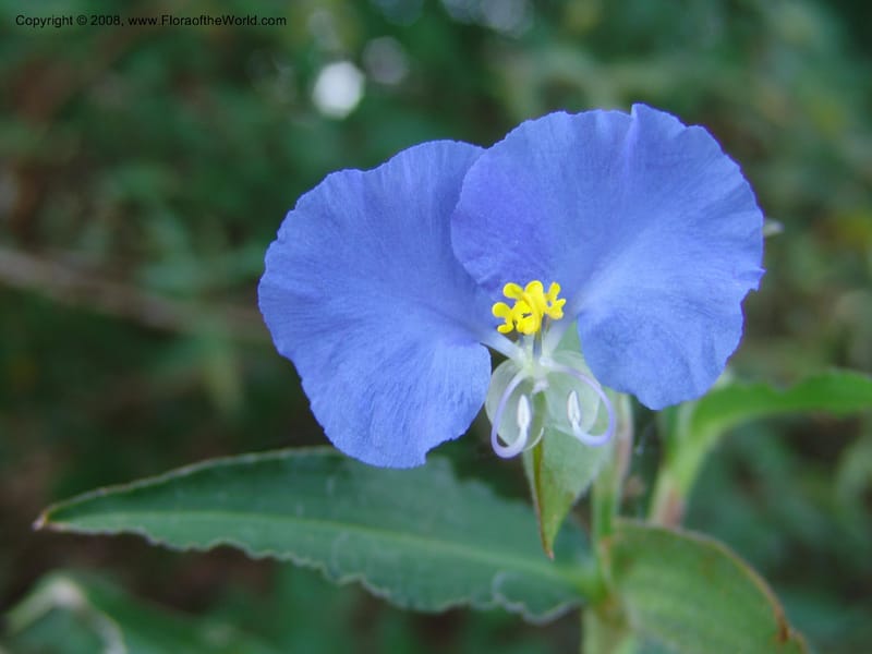 Tradescantia--TX. Johnson Wildflower Center. 13 Jun 04. 005.jpg