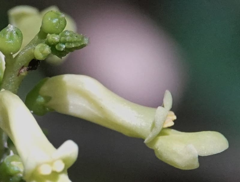 Thomandersia laurifolia, C. Davidson 13964--Gabon. Arb. Sibang. 5 Nov. 2018. DSC02235 (344).JPG