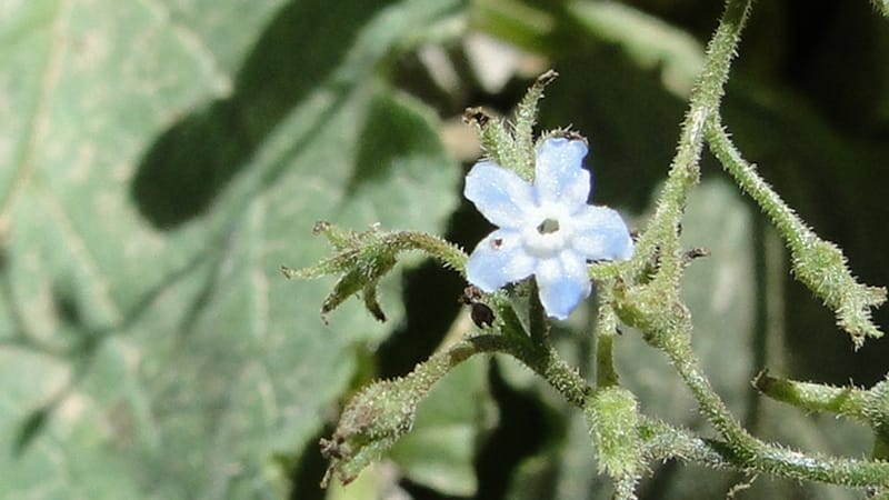 Brunnera orientalis, A. G. Miller 133.7--Iraq. Kurdistan. Shakh-i Pira Magun. Gueza Khan. 11 June 2010. 191 (4).jpg