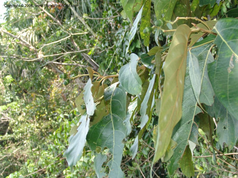 Nectandra, AAraujoM3051--Bolivia.  Pq. Nal. Madidi. Margin of Laguna Chalalan. 23 Sep 06. 397.jpg