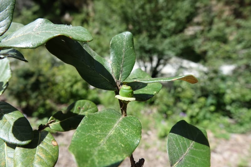 Quercus, C. Davidson 13759--China. Sichuan. Yibailingba-gou. 12 Aug 2017. DSC04660 (404).JPG