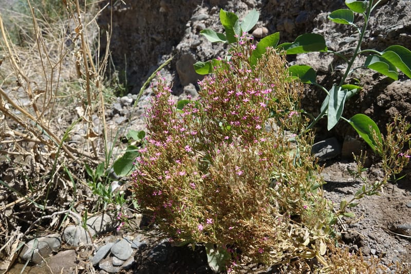 Centaurium pulchellum, Fortunato 13214--Argentina. Pedernal, Hwy 153. 10 Feb 2018. DSC00169 (37).JPG