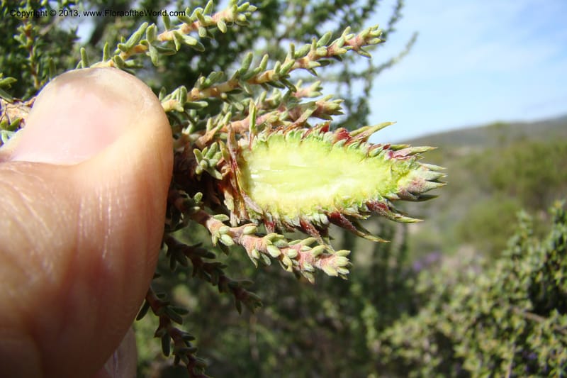 Cliffortia dichotoma, C. Davidson 11570--So Africa. No Cape. Papkuilsfontein. 26 Aug 09. 1 (26).jpg
