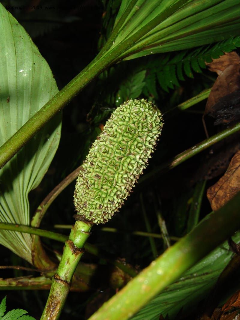 Asplundia, Croat94444--Ecuador. Prov. Pichincha. Res. Guaycuyacu.  10 Feb 05. 096.jpg