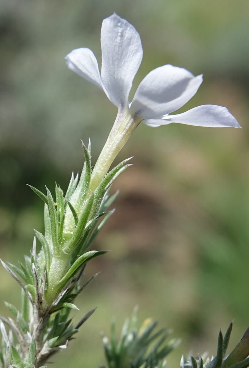 Phlox hoodii, C. Davidson 13543--ID. Blaine Co. Rock Creek Preserve. TNC. 13 May 2017. DSC00171 (55).JPG