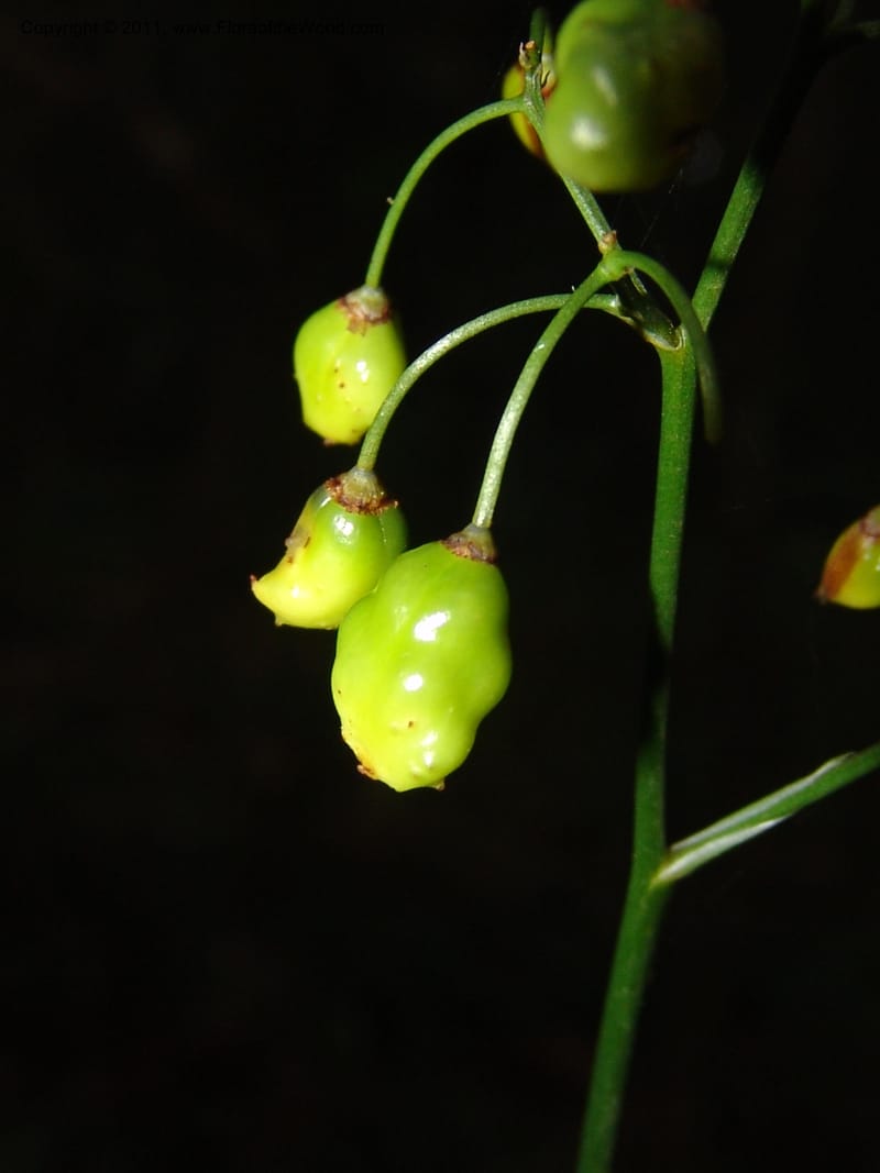Dianella ensifolia, ROR1594--Madag. Parc Nat. Montagne d'Ambre. 11 Nov 06. 286.jpg