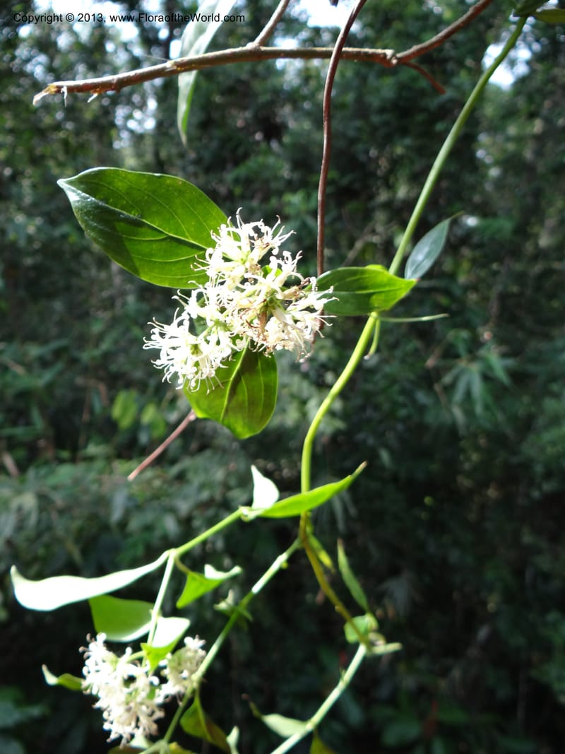 Hedyotis, VC 5667--Thailand. Trang. Peninsula Bot. Gard. Thungkhai. 17 Nov 2012. DSC00231 (4).JPG