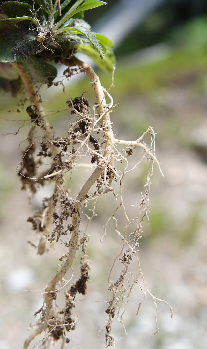 Arabis nuttallii, C. Davidson 14036--ID, Valley Co. Elkl Summit. 18 July 2019. DSC00995 (26).JPG