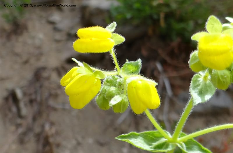 Calceolaria, WDS 34221--Chile. Cta 115. 11.5 km W of La Laguna. 22 Feb 2013. DSC02736 (32).JPG