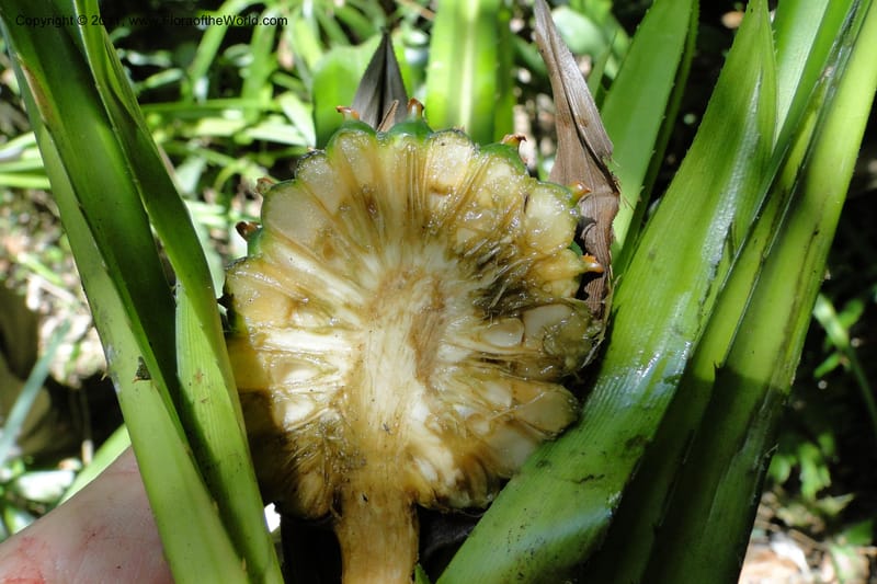 Pandanus tonkinensis, Regalado 1861--Viet Nam. Unknown mountain. 10 May 2011. 162 (52).jpg