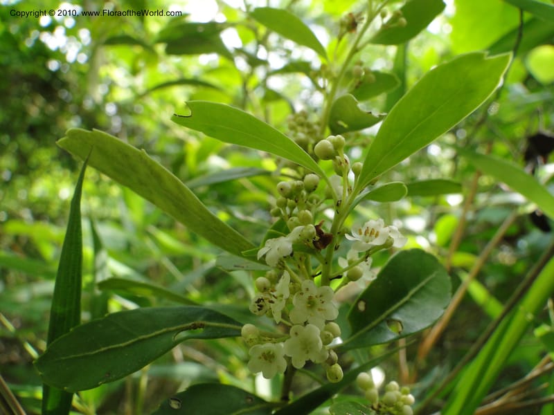 Ilex glabra, Mori, S 27396, USA, North Carolina, Johnson Co., Hwy 50, 3 km SE of Benson, 21 May 2010 (13).JPG