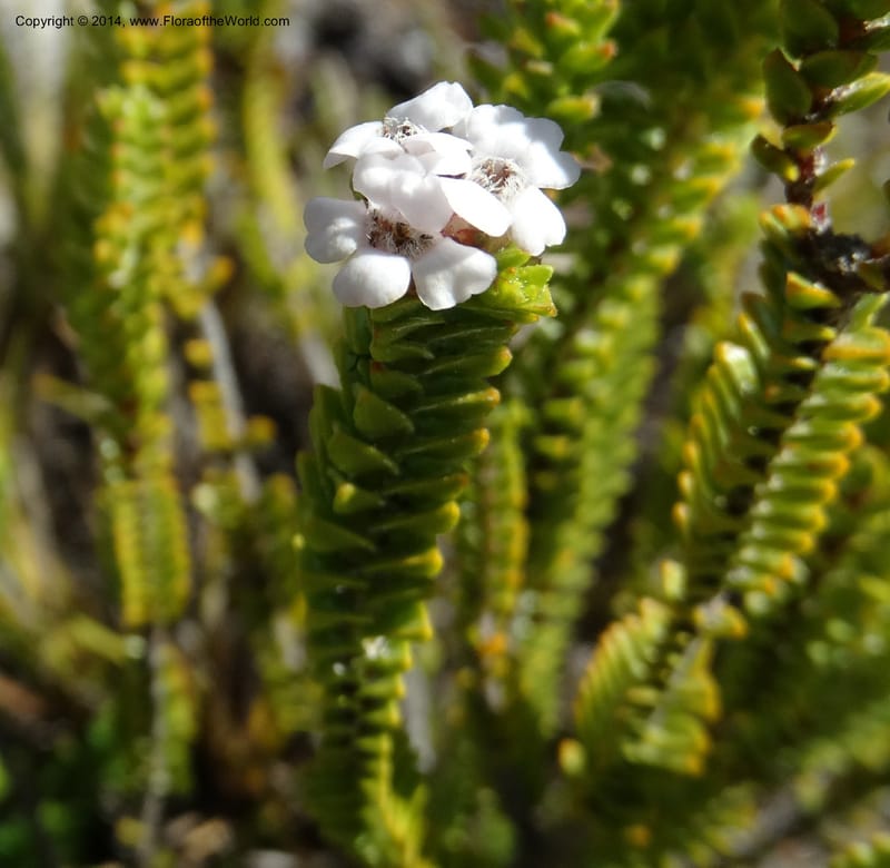 Euchaetis, Davidson, C 12300--South Africa. Western Cape. De Hoop Nature Res. 22 Jan 2014. DSC01681 (69).JPG