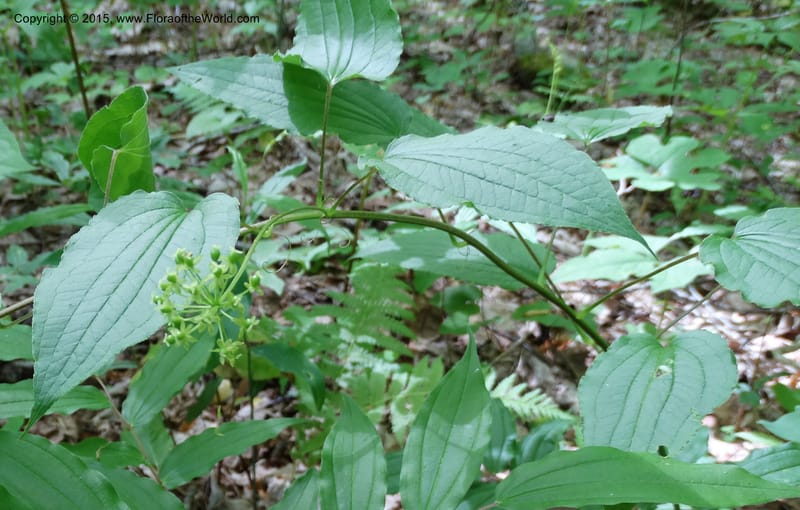Smilax pulverulenta, Davidson, C 12996--North Carolina. Macon Co. Standing Indian. 14 May 2015. DSC05212 (203).JPG