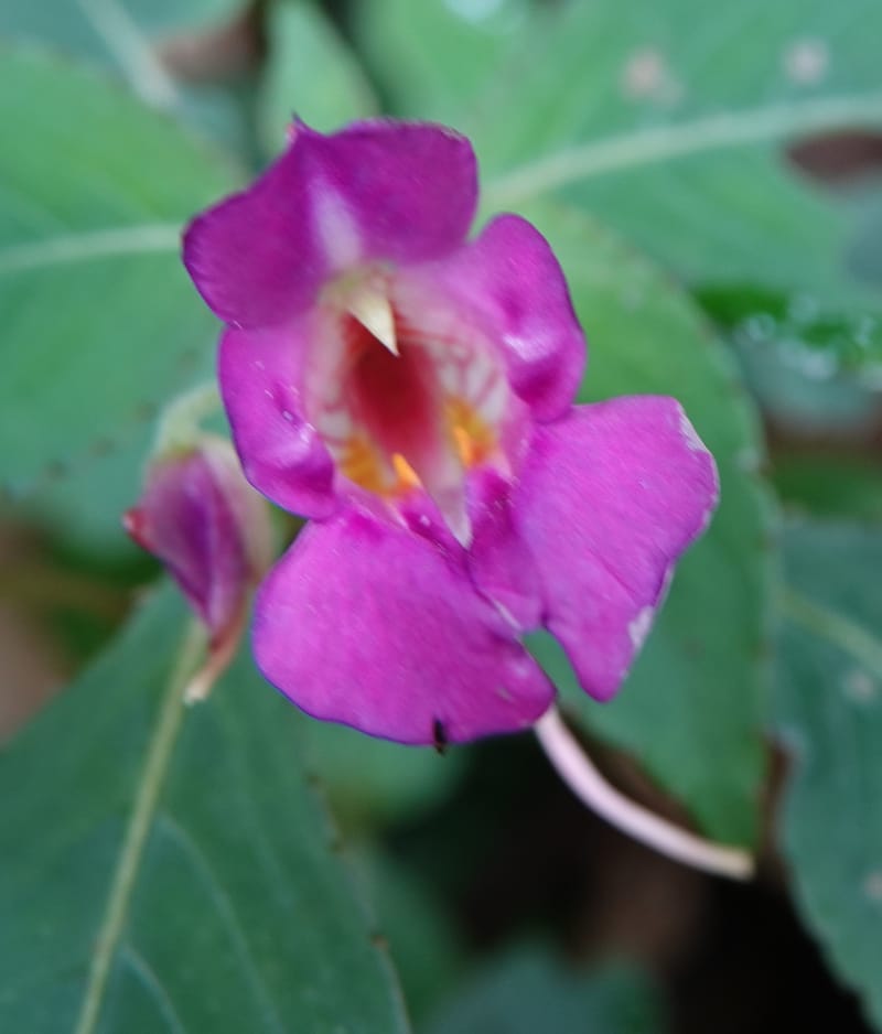 Impatiens bannaensis, D. Boufford 44157--China. Yunnan. Bu Long Shan. 6 May 2018. DSC02824 (281).JPG
