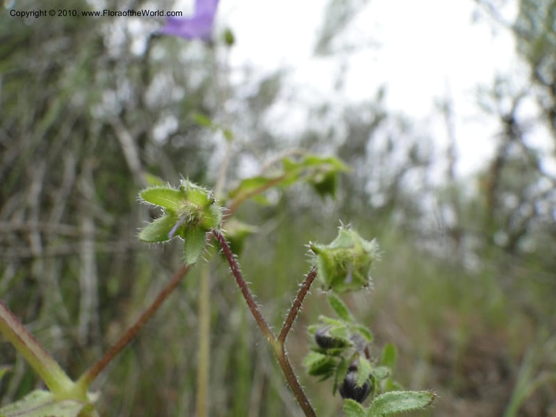 Pholistoma auritum, C. Davidson 11717--California. Santa Barbara Co. 4 April 2010 015 (4).jpg