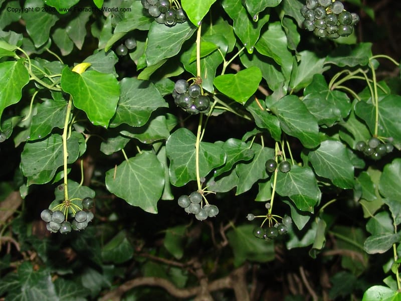 Hedera colchica--Georgia. T'bilisi. Central Botanical Garden. 5 Jun 05. 011.jpg