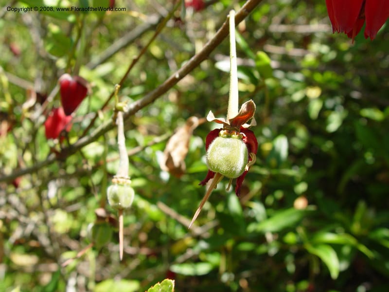 Crinodendron hookerianum, 93.0219--CA. UC Berkeley Bot. Gard. 4 Jul 03. 083.jpg
