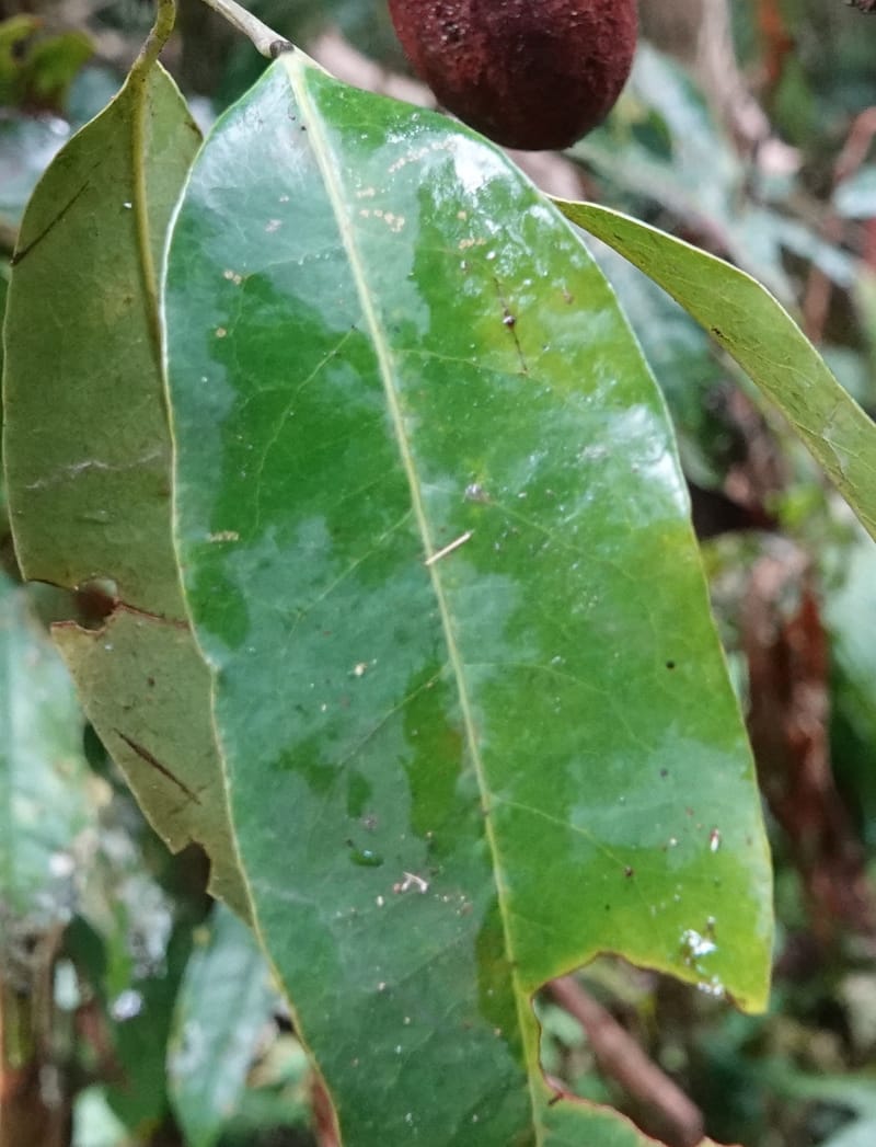 Staudtia gabonensis, C. Davidson 13939--Gabon. Maurel & Prom Oil Rd. 2 Nov. 2018. DSC01376 (264).JPG