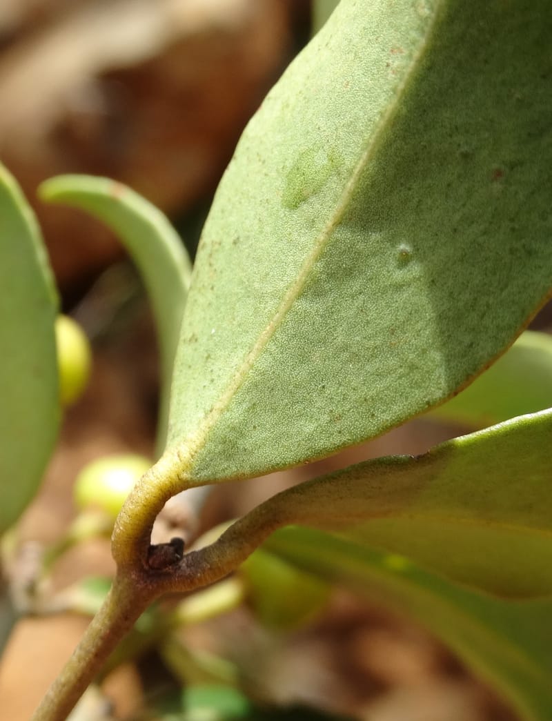 Austrobuxus, Munzinger, J 7480--New Caledonia. PinPin. 20 Nov 2015. DSC03938 (34).JPG